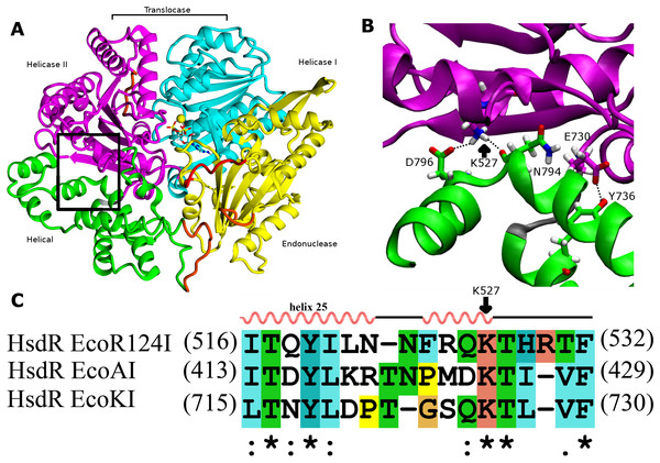 Interdomain interactions at the helical-helicase 2 domain interface in the HsdR subunit of EcoR124I restriction-modification complex.
