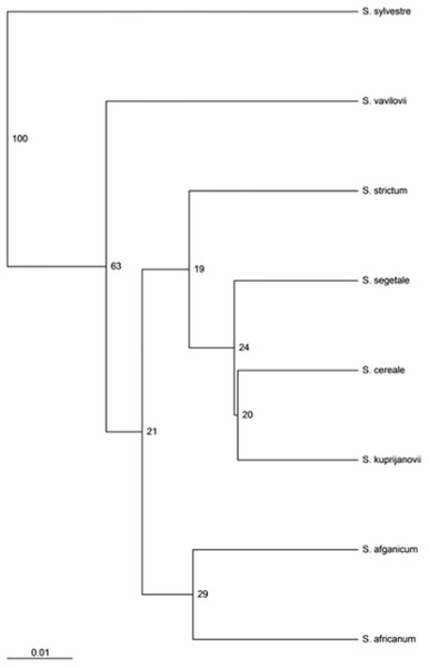 UPGMA dendrogram representing epigenetic relationships among rye taxons based on the data from MSAP analysis.