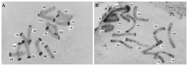 C-banded methaphase chromosomes of Secale, (A) Secale vavilovii, (B) Secale sylvestre.