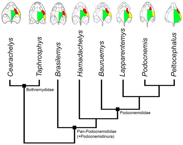 Evolution of PA-QJ contact and skull roofing in Podocnemidoidea.