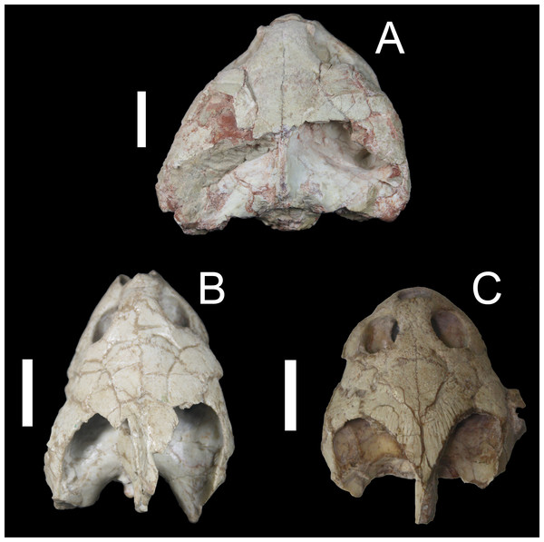Comparison of a taphonomically altered skull with two well-preserved skulls of Bauruemys elegans, showing the cheek morphologies observed.