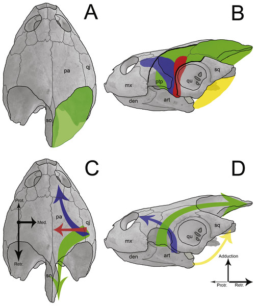 Sketch of jaw-closing muscles and its vector forces in Podocnemis expansa.