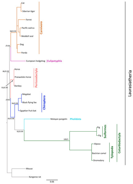 Maximum likelihood phylogenetic tree depicting relationships among gremlin 2 genes in laurasiatherian mammals.