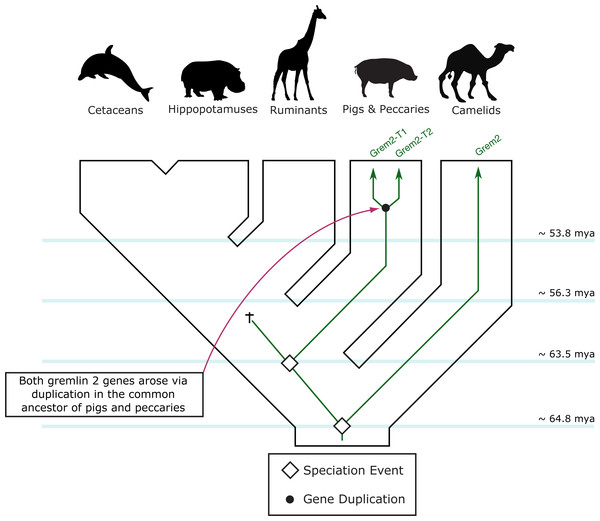An evolutionary hypothesis regarding the evolution of the gremlin 2 gene in cetartiodactyl mammals.