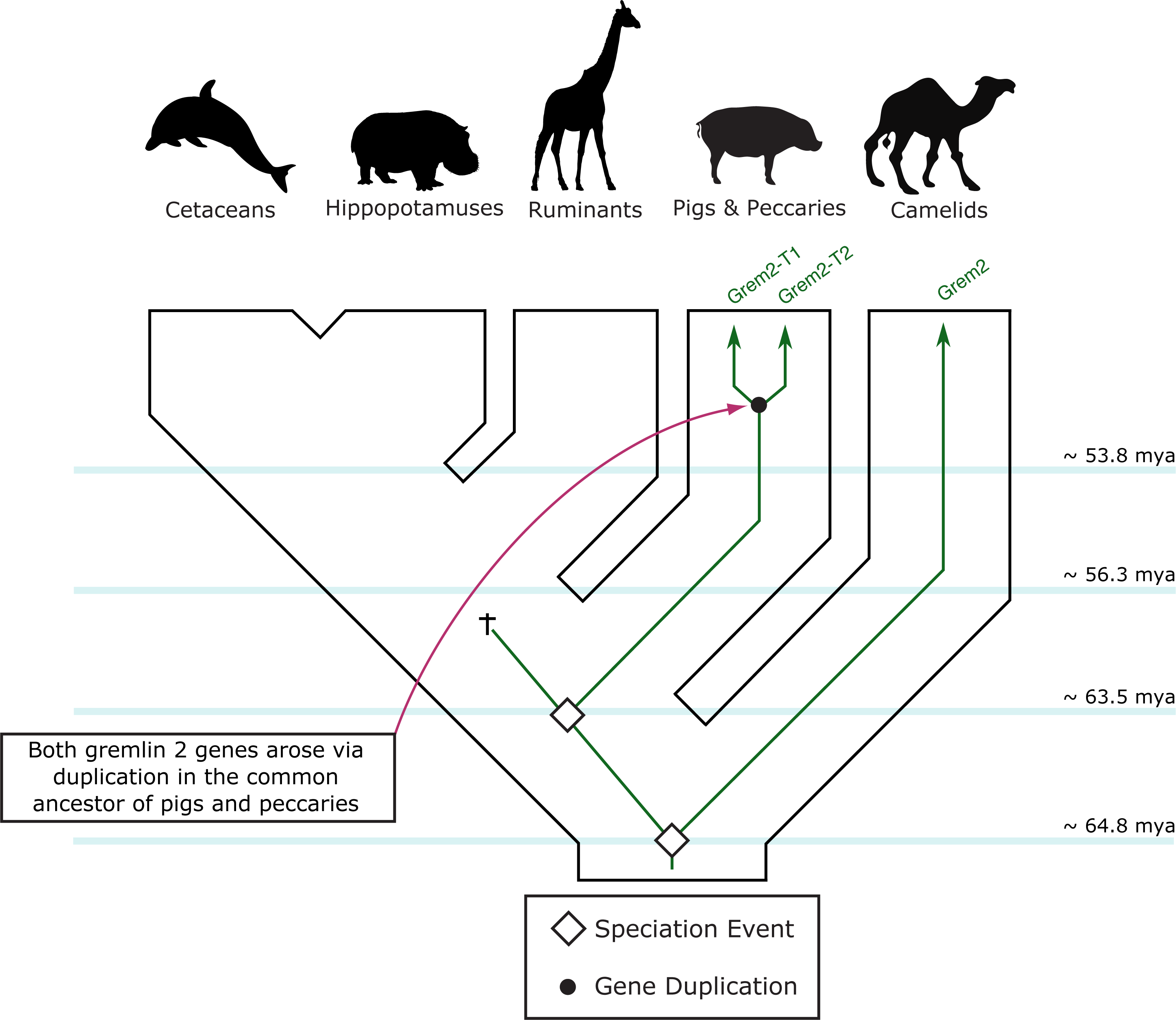 Evolution of gremlin 2 in cetartiodactyl mammals: gene loss
