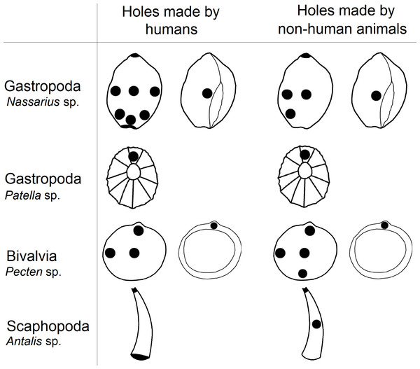 The locations of perforations in shells made by human and non-human animals.
