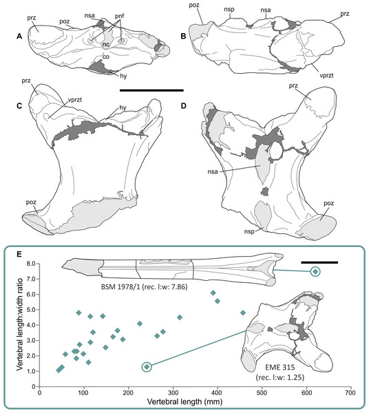 Giant azhdarchid cervical vertebra referred to Hatzegopteryx sp. (A–D) line drawings of EME 315 in anterior (A) right lateral (B) ventral (C) and dorsal (D) views; (E) proportions of EME 315 compared to other azhdarchid cervicals: note atypical combination of length/width ratio (l:w) and length compared to other azhdarchid cervicals, and especially against the only other known giant cervical, Arambourgiania (UJA RF1).