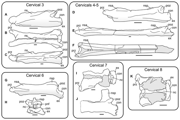 Characteristics of azhdarchid vertebrae across their cervical series, demonstrated by several azhdarchid taxa.