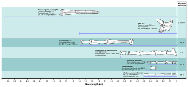 Measured and estimated azhdarchid pterosaur neck lengths against approximate wingspans.