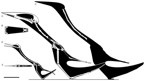 Speculative skeletal reconstructions of Hatzegopteryx sp. and Arambourgiania philadelphiae (estimated wingspans ≥10 m—Frey & Martill, 1996; Buffetaut, Grigorescu & Csiki, 2003) to show discrepancy in neck length alongside a ‘typical’ azhdarchid body plan.