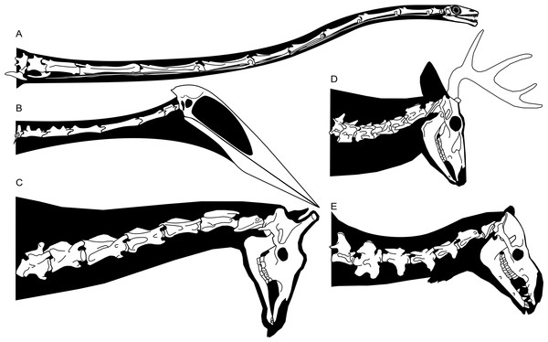 Azhdarchid craniocervical skeleton compared to those of some other tetrapods.