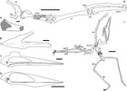 Neck biomechanics indicate that giant Transylvanian azhdarchid ...