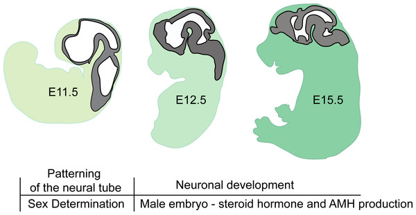 Brain developmental stages used in this study.