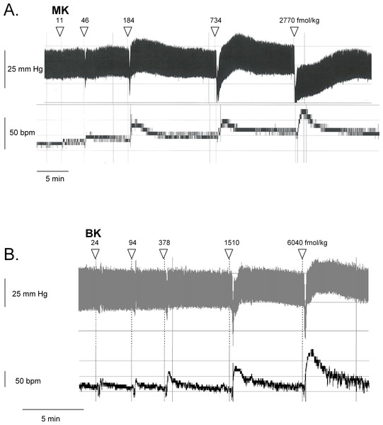 Hemodynamic responses to i.v. bolus injections of increasing doses of B2R agonists in anesthetized rats.