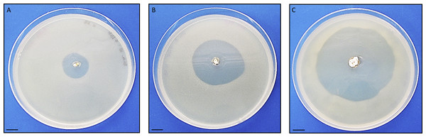 Antibacterial activity of Streptomyces sp. H-KF8.