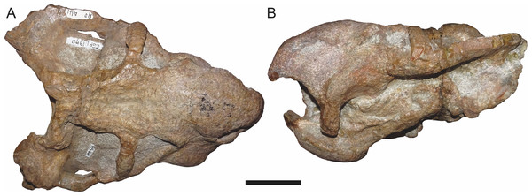 CGP/1/970, referred specimen of Bulbasaurus phylloxyron gen. et sp. nov., in (A) dorsal and (B) left lateral views.