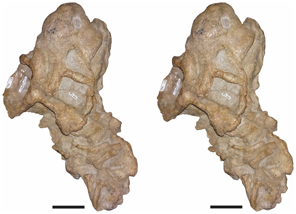Stereopair of CGP/1/970, referred specimen of Bulbasaurus phylloxyron gen. et sp. nov., in semi-dorsal view.