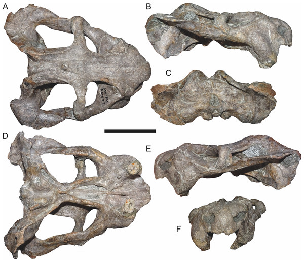 SAM-PK-K10587, referred specimen of Bulbasaurus phylloxyron gen. et sp. nov., in (A) dorsal, (B) right lateral, (C) occipital, (D) ventral, (E) left lateral, and (F) anterior views.