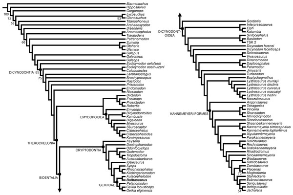 Strict consensus of the two most parsimonious trees resulting from the phylogenetic analysis.