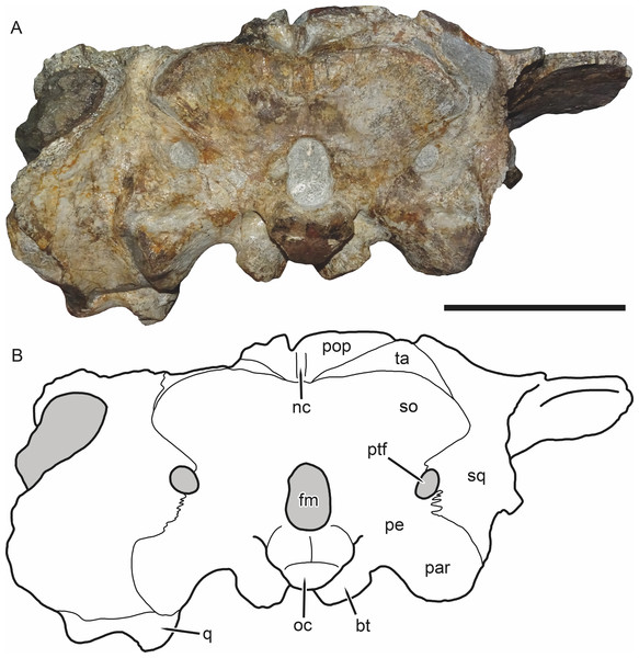 SAM-PK-K11235, holotype of Bulbasaurus phylloxyron gen. et sp. nov., in occipital view.