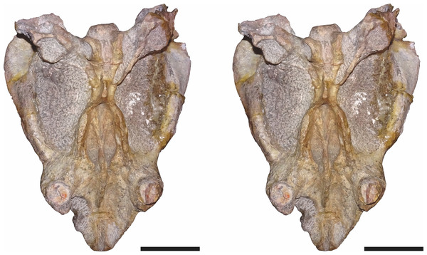 Stereopair of CGP/1/949, referred specimen of Bulbasaurus phylloxyron gen. et sp. nov., in ventral view.