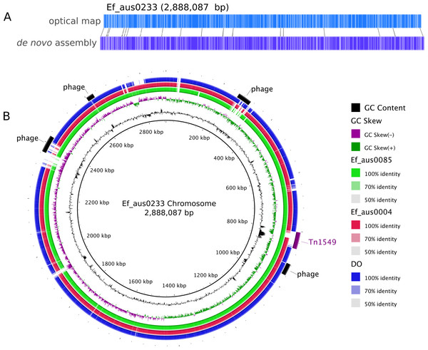 Ef_aus0233 chromosomal optical map and BRIG plot.