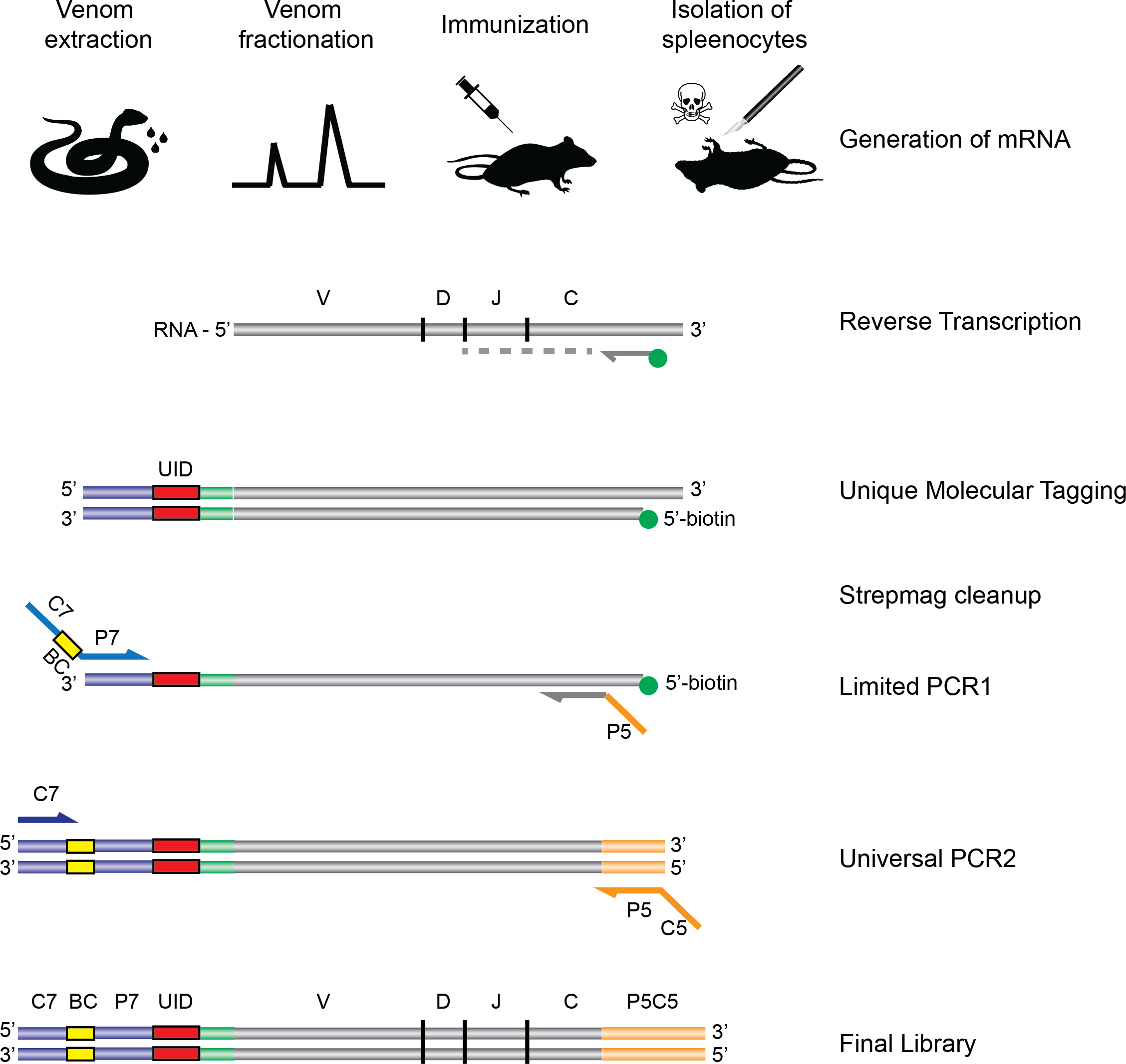 Exploration Of Immunoglobulin Transcriptomes From Mice Immunized - download full size image