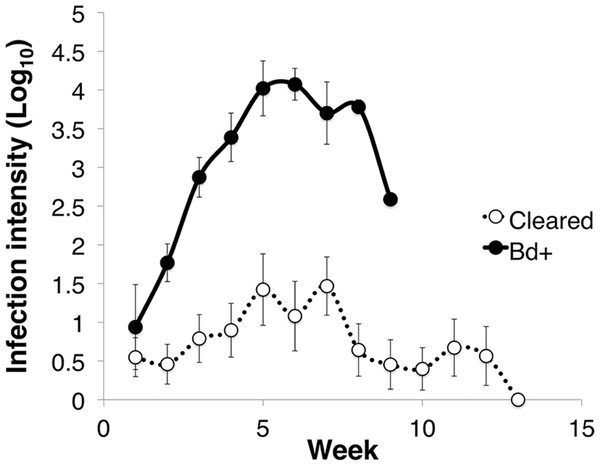 Infection intensity over the course of the experiment in animals that succumbed to chytridiomycosis (Bd+) (n = 4) and those that cleared infection (Cleared) (n = 23) after week 12 for the Litoria verreauxii alpinain the caspase trial.