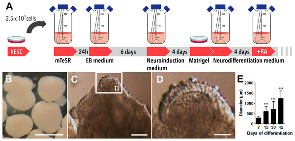 Cerebral organoids derived from human embryonic stem cells.