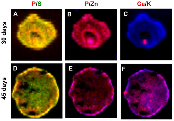 Concentration gradient heat maps overlay for elemental colocalization in cerebral organoids at 30 and 45-days of development.