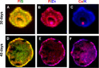 Trace elements during primordial plexiform network formation in human ...