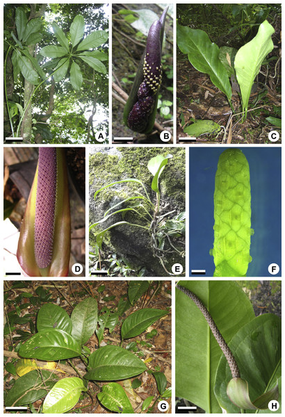 General aspects of habit and inflorescences of some representatives of Anthurium.