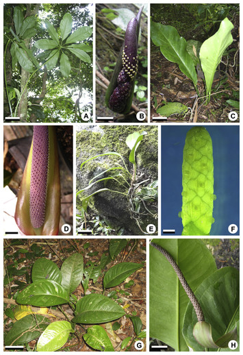 Floral vasculature and its variation for carpellary supply in Anthurium ...