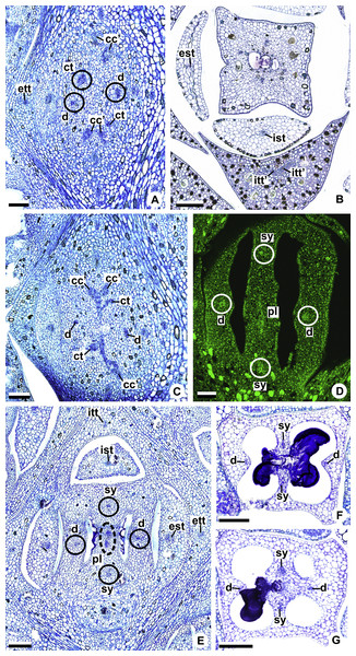 Floral vasculature of A. affine (A. sect. Pachyneurium series Pachyneurium) (A–C, E), A. obtusum (D) and A. scandens (F, G) (A. sect. Tetraspermium), in transverse sections of flowers.