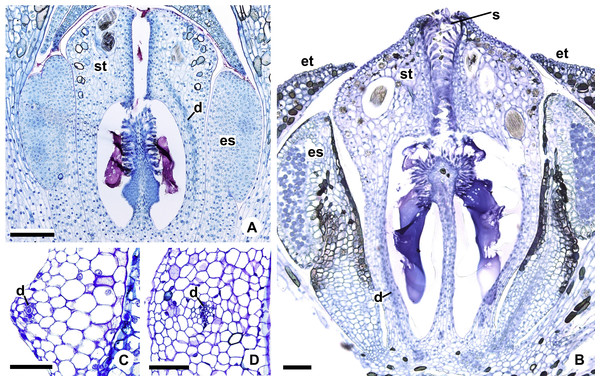 Floral vasculature of A. affine (A. sect. Pachyneurium series Pachyneurium) (A, D) and A. scandens (A. sect. Tetraspermium) (B, C).