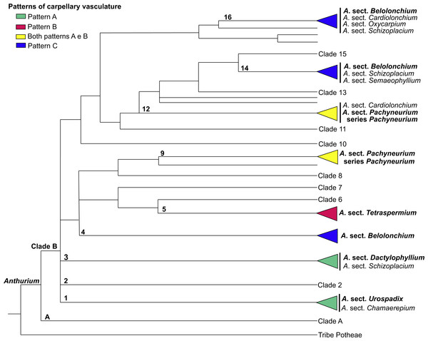 Phylogenetic tree of Anthurium (adapted from Carlsen & Croat, 2013) showing the distribution of the three patterns of carpellary vasculature.