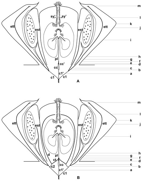 Diagrams of median longitudinal sections of flowers at female anthesis of Anthurium.