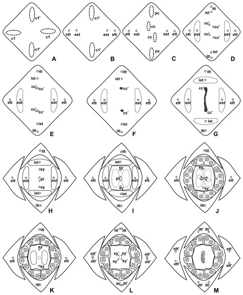 Diagrams of serial transverse sections from the base (A) to the apex (M) of the flower at female anthesis of A. sellowianum (A. sect. Urospadix).