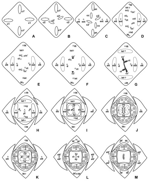 Diagrams of serial transverse sections from the base (A) to the apex (M) of the flower at female anthesis of de A. scandens (A. sect. Tetraspermium).