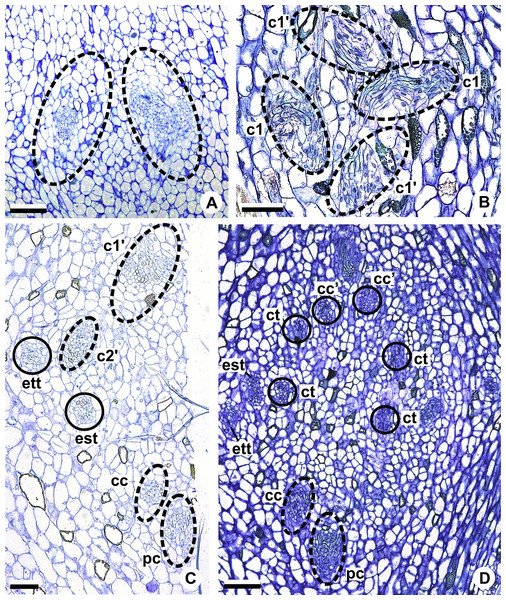 Floral vasculature of A. affine (A. sect. Pachyneurium series Pachyneurium) (A, C, D) and A. scandens (A. sect. Tetraspermium) (B), in transverse sections of flowers at female anthesis.