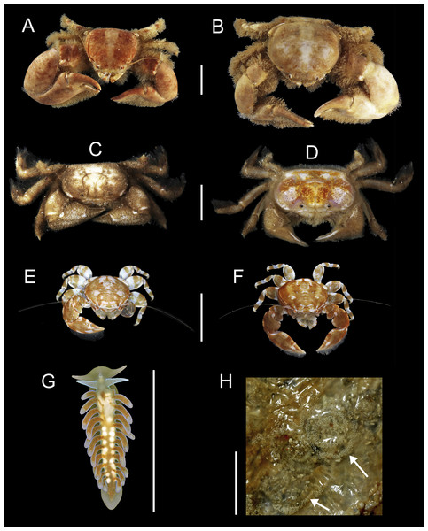 Symbiotic species associated with Chaetopterus sp.: (A, B) Polyonyx cf. heok (male and female, respectively); (C, D) Tetrias sp. (male and female, respectively); (E, F) Polyonyx sp., (male and female, respectively); (G, F) Phestilla sp. (whole body and egg-mass, respectively); egg-mass indicated by arrows.