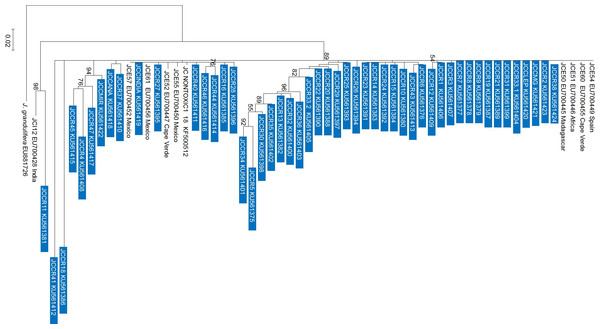 Maximum likelihood phylogenetic tree generated with 60 Jatropha curcas samples.