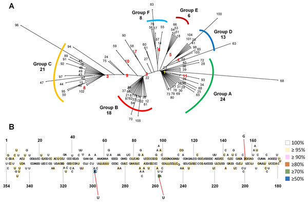 Phylogenetic relationship and identification of single-nucleotide variations for 105 CSVd variants.