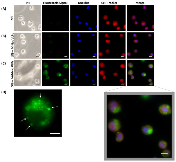 Triple fluorescence labelling and detection of MrNvc VLPs in Sf9 cells.