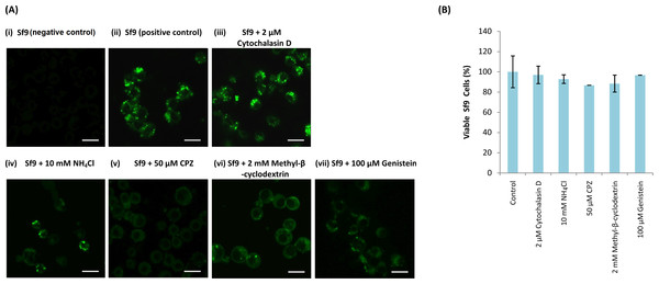 Effect of endosomal inhibitors on the entry of MrNvc VLPs into Sf9 cells.