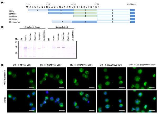 Sub-cellular localisation of the N-terminal deletion mutants of MrNvc in Sf9 cells
