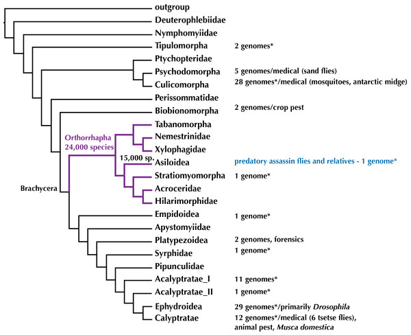 Phylogeny of Diptera (summary tree of hypothesis with higher taxa by Wiegmann et al., 2011) with number of completed genomes and position of Asiloidea.