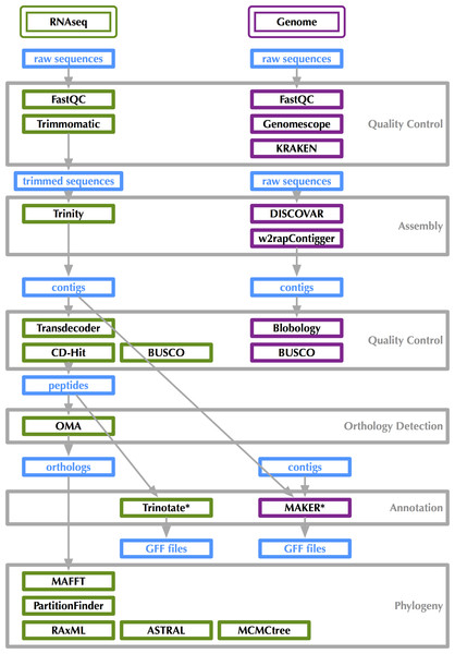 Bioinformatics workflow for transcriptome and genome analysis.