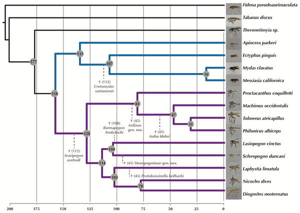 Time-calibrated phylogeny generated with MCMC tree. Fossil calibration points indicated by dotted lines and hypothesized divergence dates shown at the nodes.