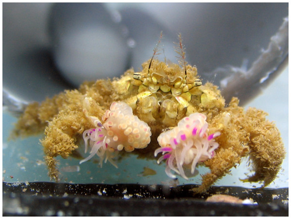 Lybia leptochelis collected directly from the sea holding typically similar sized Alicia sp. anemones.